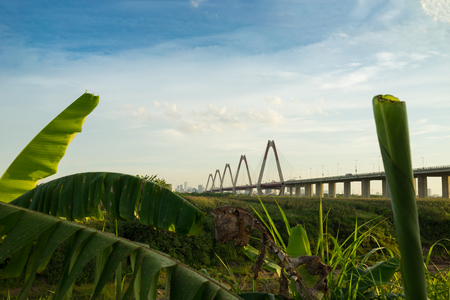 Nhat Tan bridge viewing from wild land on Red River riverbed. Banana leaves on foregroundの写真素材