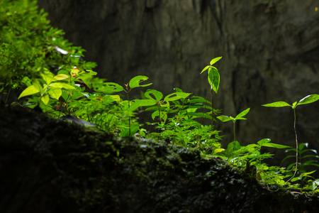 Plants among rocks in Son Doong Cave, the largest cave in the world in UNESCO World Heritage Site Phong Nha-Ke Bang National Park, Quang Binh province, Vietnamの写真素材