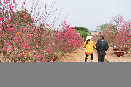 Hanoi, Vietnam - Feb 8, 2015: Nhat Tan peach flower garden before Tet. Peach flower is symbol of Vietnamese lunar New Year "Tet"のeditorial素材