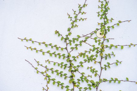 Vine branch with leave on wall