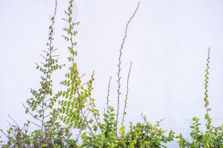 Vine branch with leave on wallの写真素材