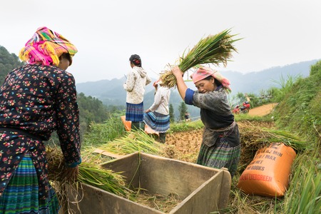 Hanoi, Vietnam - Sep 17, 2016: Vietnamese ethnic minority woman threshing paddy on terraced field in...