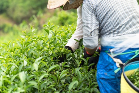 Vietnamese women picking tea leaves at a tea plantation, closeupの写真素材