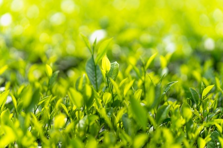 Green tea leaves in a tea plantation in morningの写真素材