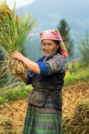 Mu Cang Chai, Vietnam - Sep 17, 2016: Portrait of minority Hmong woman harvests rice on terraced paddy fieldのeditorial素材