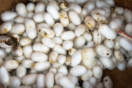 The silk cocoon, nesting of the silkworm.の写真素材
