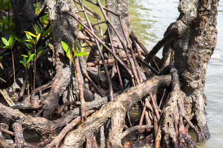 Mangrove roots in Ca Mau, South Vietnamの写真素材
