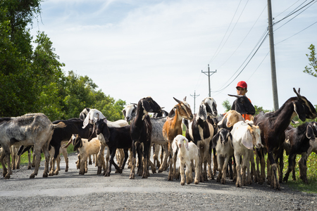 Ca Mau, Vietnam - Dec 6, 2016: Herd of goats coming back from grass field home in Ngoc Hien district.のeditorial素材