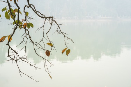 Branch with orange autumn leaves against misty lake at Hoan Kiem lake, center of Hanoi, Vietnamの写真素材