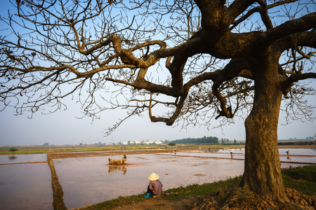Beautiful landscape with trees silhouette at sunset with Vietnamese woman farmer sits under the tree seeing rice fieldの写真素材