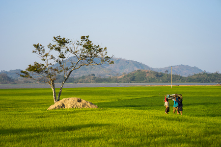 Vietnam landscape. Green rice field with children carrying bike overhead.の写真素材