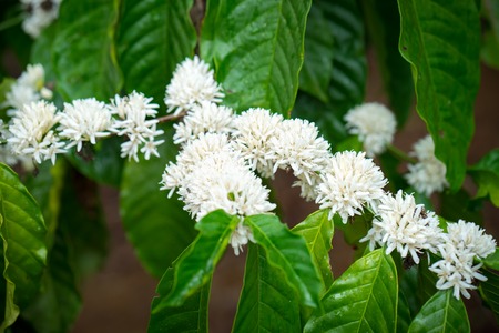 Coffee tree blossom with white colorの写真素材