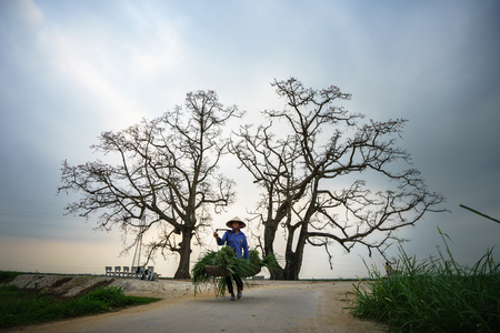Vinh Phuc, Vietnam - Mar 22, 2017: Blooming bombax ceiba tree(red silk cotton tree) and woman walking on road in Lap Thach district. Vietnam landscape.のeditorial素材