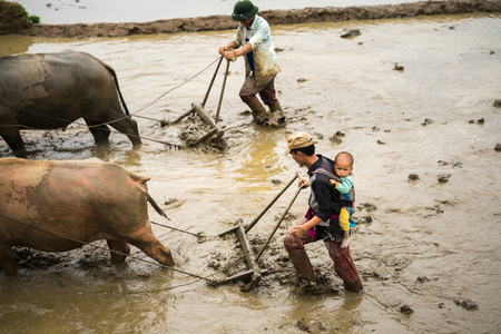 Y Ty, Vietnam - May 12, 2017: Terraced rice field in water season, with farmers working on the field. The man carry his little son on back, in Y Ty, Lao Cai province, Vietnamのeditorial素材