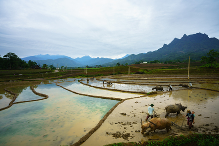 Y Ty, Vietnam - May 12, 2017: Terraced rice field in water season, with farmers working on the field in Y Ty, Lao Cai province, Vietnamのeditorial素材