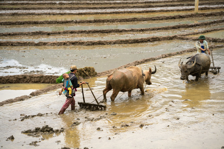 Y Ty, Vietnam - May 12, 2017: Terraced rice field in water season, with farmers working on the field. The man carry his little son on back, in Y Ty, Lao Cai province, Vietnamのeditorial素材