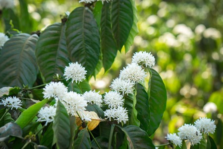 Coffee tree blossom with white color