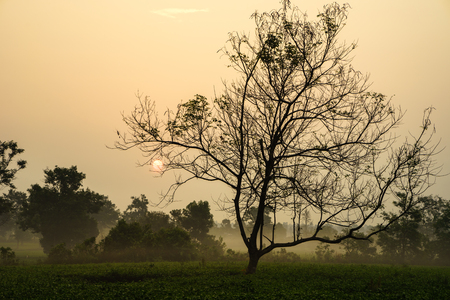 Early morning sunrise over frosty tea fields with leafless treesの写真素材