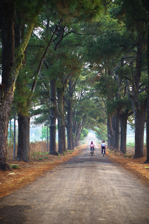 Vietnam countryside landscape with children cycling to school on soild road along lines of tree.の写真素材