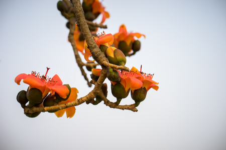 Branch of blossoming Bombax ceiba tree or Red Silk Cotton Flowerの写真素材