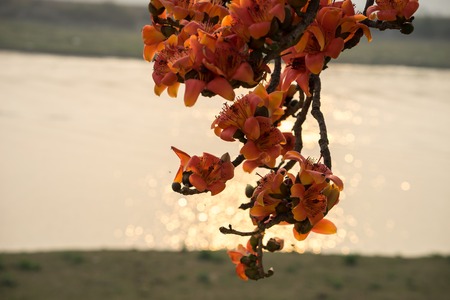Branch of blossoming Bombax ceiba tree or Red Silk Cotton Flower in sunset with river on backgroundの写真素材