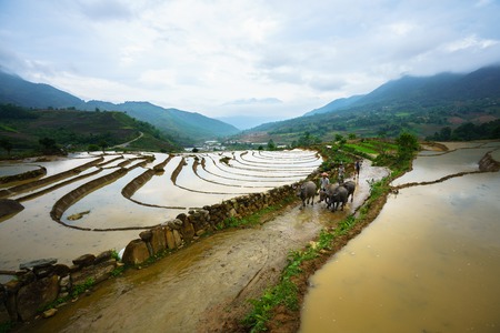 Y Ty, Vietnam - May 12, 2017: Terraced rice field in water season, with farmers working on the field in Y Ty, Lao Cai province, Vietnamのeditorial素材