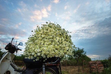 Pile of daisy flowers on motorbike to deliver to market in Hanoi, Vietnamの写真素材