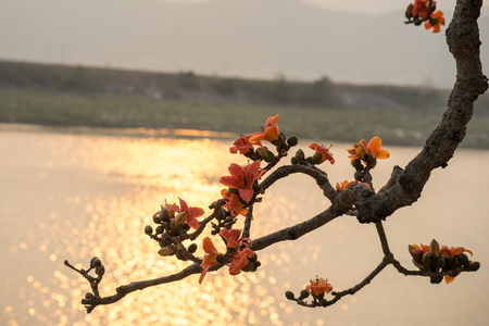 Branch of blossoming Bombax ceiba tree or Red Silk Cotton Flower in sunset with river on backgroundの写真素材