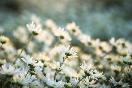 White daisy flowers in early morning sunlightの写真素材
