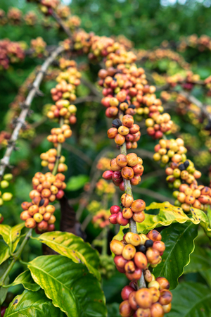 Coffee beans on treeの写真素材