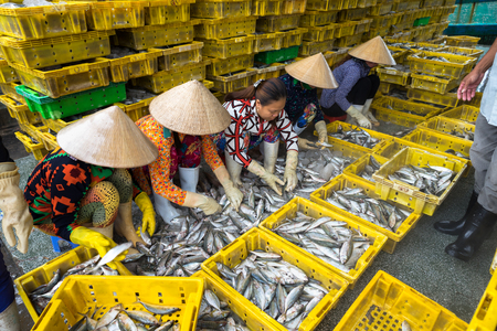 An Giang, Vietnam - Dec 6, 2016: Vietnamese women sorting fish to baskets at Tac Cau fishing port at dawn, Me Kong delta province of Kien Giang, south of Vietnamのeditorial素材