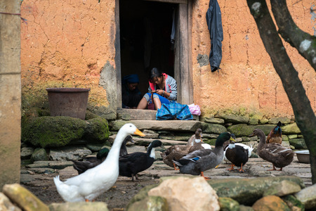 Lao Cai, Vietnam - Sep 7, 2017: Ethnic girl embroiders on door at her house with poultry on ground in Y Ty, Bat Xat districtのeditorial素材