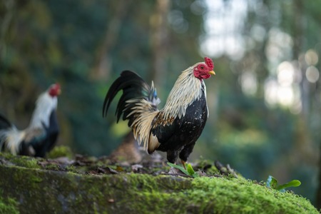 Small bread of fowl on mossy rock in woodの写真素材