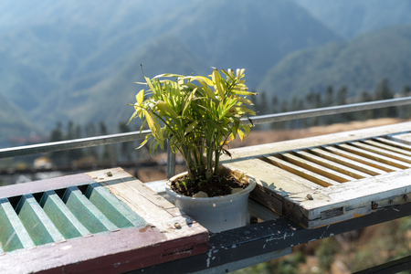Cafe table with vintage style table and tree pot against mountain on backgroundの写真素材