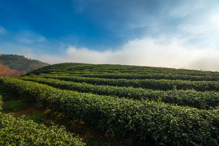 Tea Plantation field with blue skyの写真素材