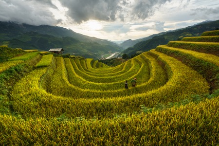 Terraced rice field in harvest season in Mu Cang Chai, Vietnam.の写真素材