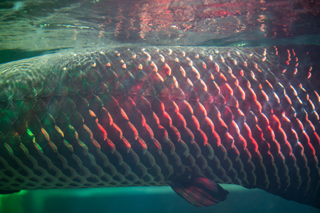Close up of Arapaima fish skin or Arapaima gigasの写真素材