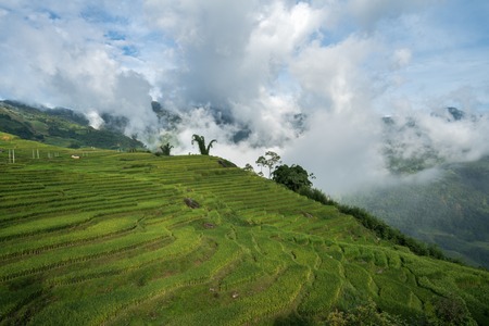 Terraced rice field landscape with low clouds in Y Ty, Bat Xat district, Lao Cai, north Vietnamの写真素材