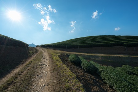 Tea plantation landscape on clear day. Tea farm with blue sky and white clouds.の写真素材