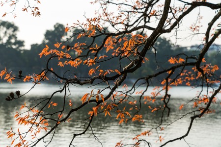 Young red Buds on the branches at the lakeの写真素材
