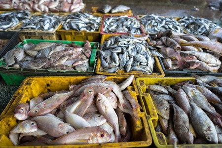 Fishes in Tac Cau fishing port, Me Kong delta province of Kien Giang, south of Vietnamの写真素材
