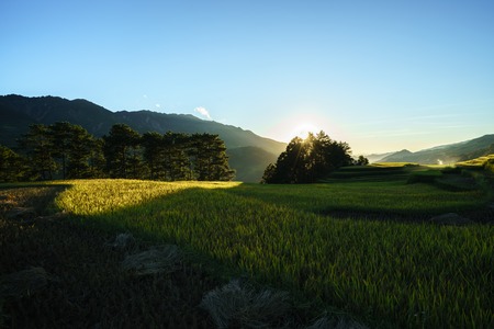 Terraced rice field in harvest season at sunset in Mu Cang Chai, Vietnam.
