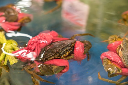 Crab in a showcase with hands tied with a red rope in supermarketの写真素材