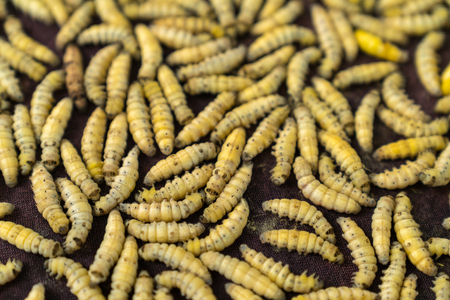 Silkworm a few hours after stop making cocoon. Silk production cycleの写真素材