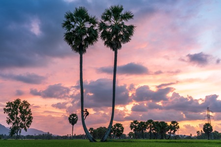 Sunset landscape with sugar palm trees in Chau Doc, An Giang, Mekong delta, Vietnamの写真素材