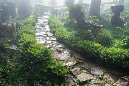 Wet path in the garden or forest with mistの写真素材