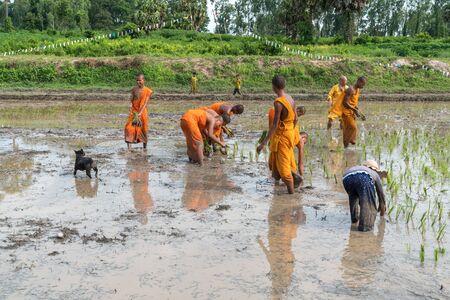 Chau Doc, Vietnam - Oct 13, 2018: Local people in village plant rice for Khmer pagoda together with novice monks in festival at Ro pagodaのeditorial素材