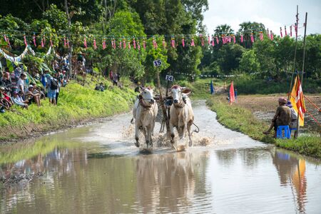 Chau Doc, Vietnam - Oct 13, 2018: Ox racing festival in Chau Doc, Vietnamのeditorial素材