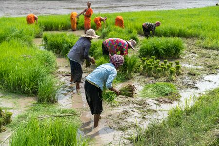Chau Doc, Vietnam - Oct 13, 2018: Local people in village plant rice for Khmer pagoda together with novice monks in festival at Ro pagodaのeditorial素材