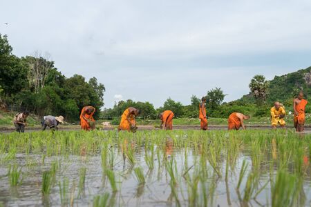 Chau Doc, Vietnam - Oct 13, 2018: Local people in village plant rice for Khmer pagoda together with novice monks in festival at Ro pagodaのeditorial素材